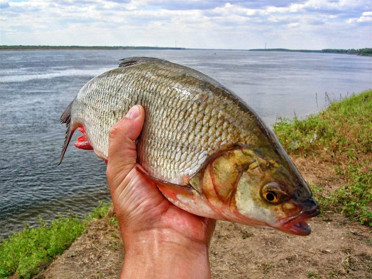 Про язя. Язь Озерный. Язь Leuciscus idus. Язь Сибирский. Язь Речной.