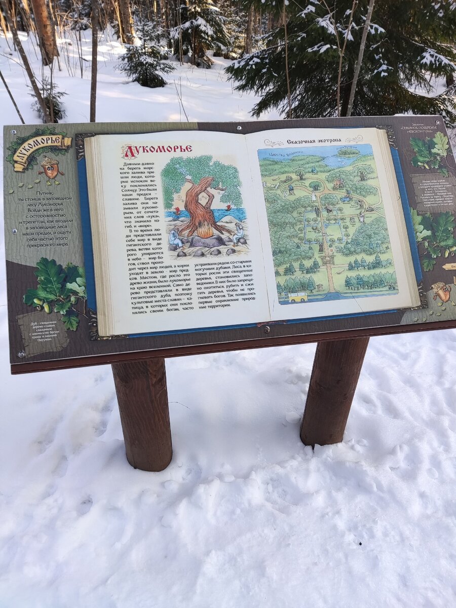 Экотропа лукоморье в лисьем. Экотропа у Лукоморья. Экотропа Лукоморье в Лисьем носу. Эко тропа у Лукоморья. Экологическая тропа