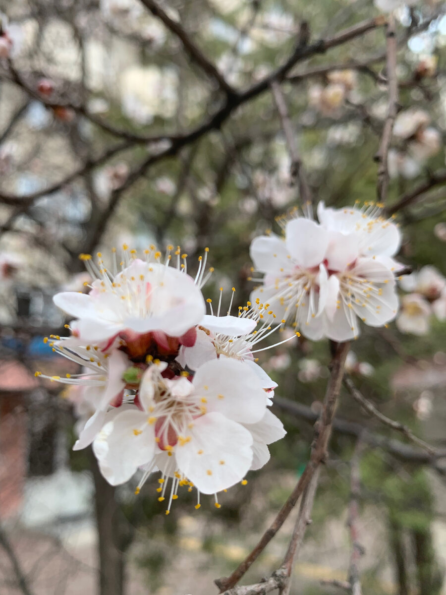 У нас уже цветут разные деревья)))