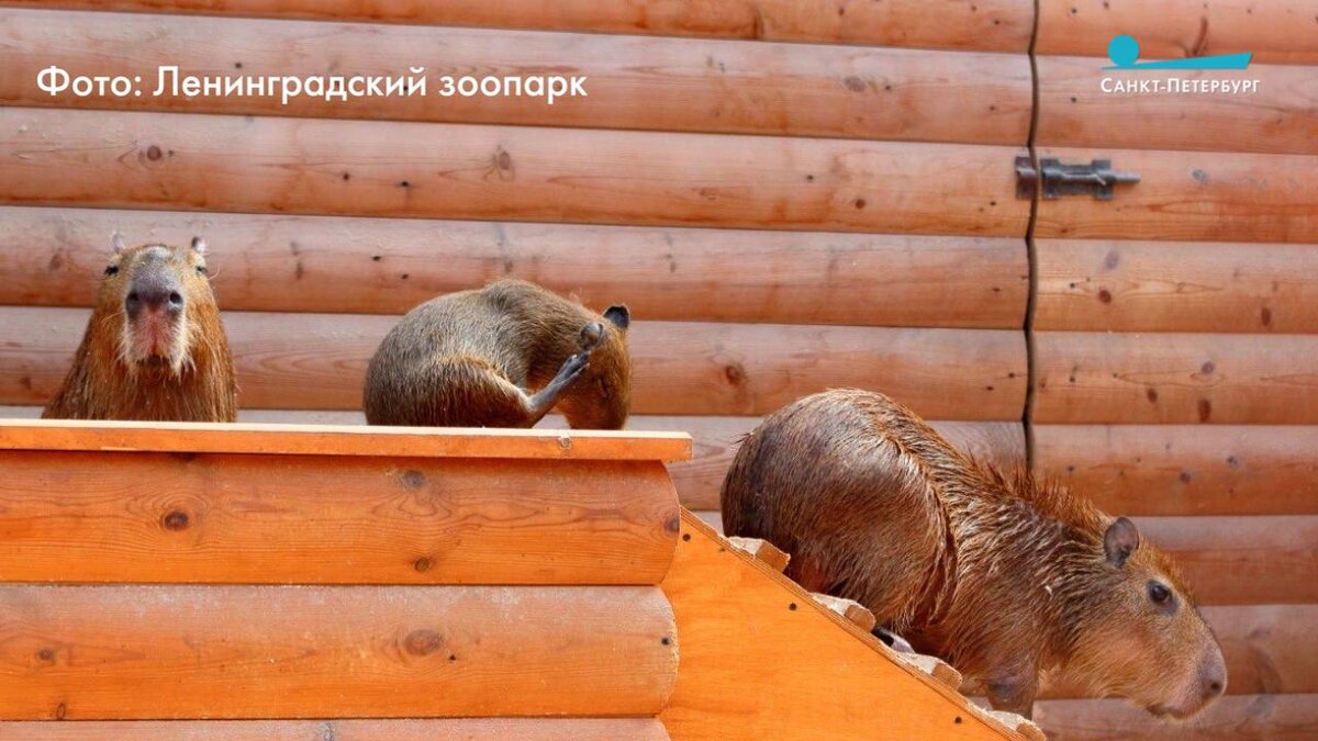 Капибары в ленинградском зоопарке фото В День смеха капибарам не до шуток Телеканал "Санкт-Петербург" - Добрый Дзен