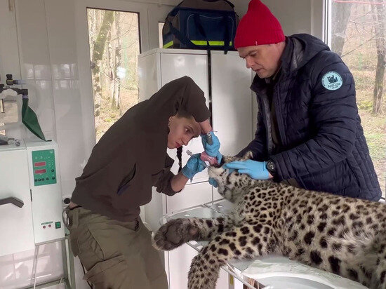     t.me/leopardcenter