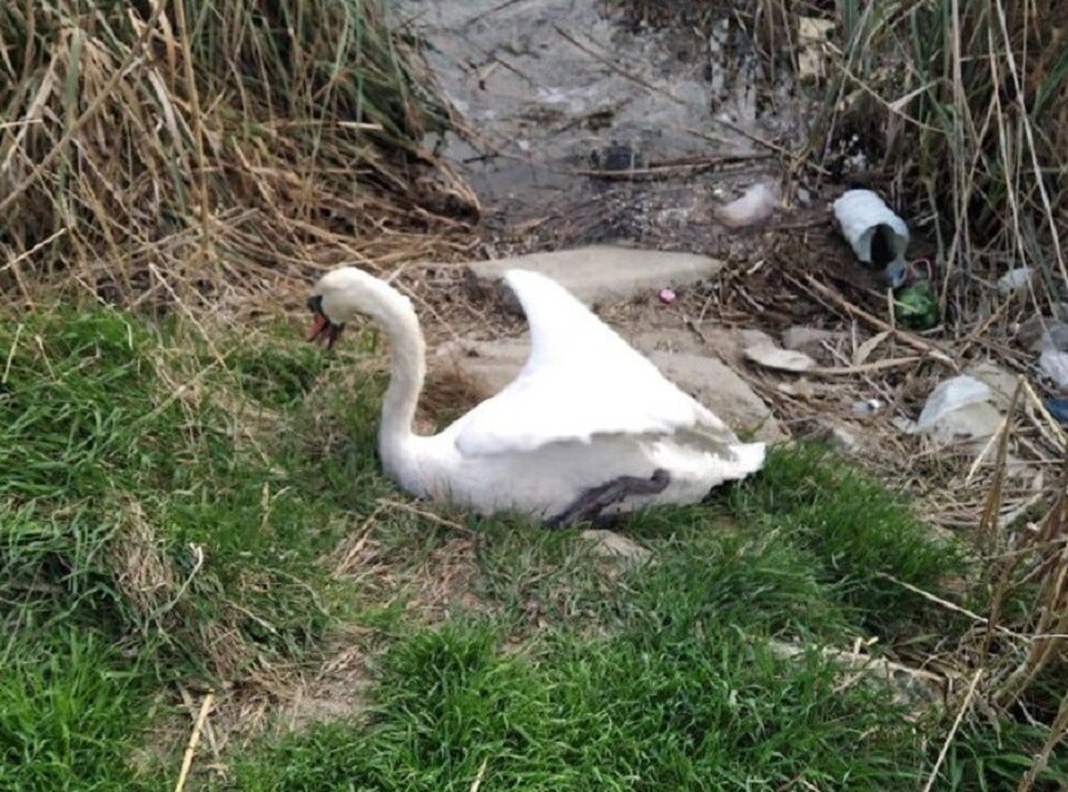     Лебедя выпустили на свободу. Фото: газета "Анапа"