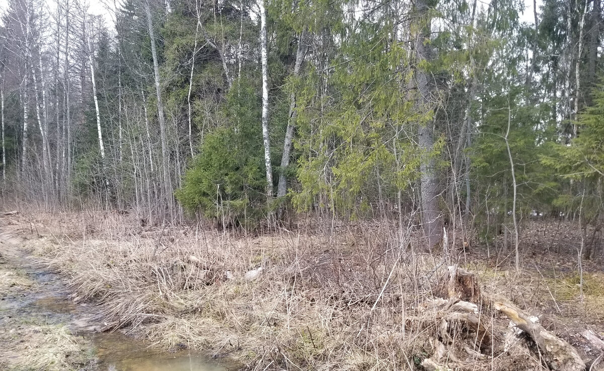 Если помните, у Левитана "Март" был более снежным)