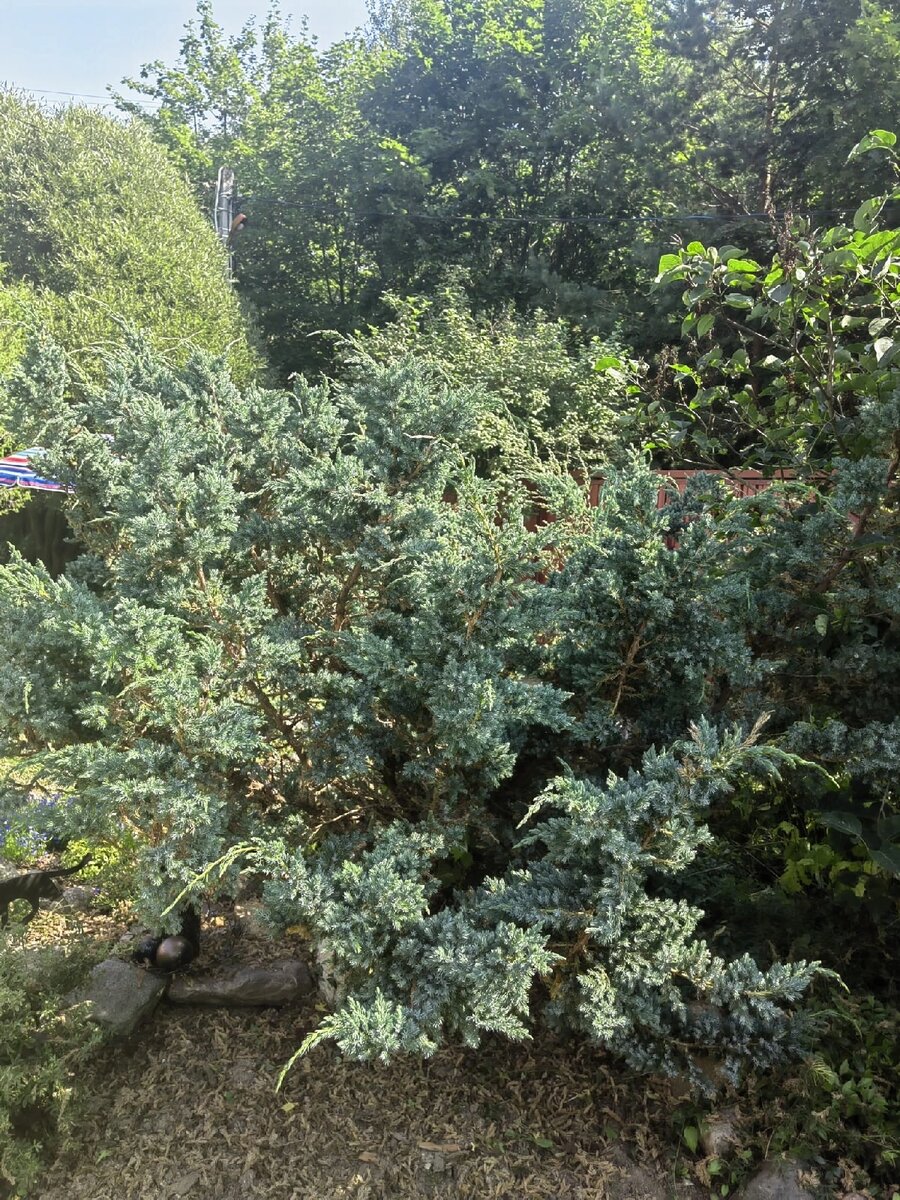 Еще пушистенький  и не облезлый. Мой любимчик с голубой хвоей . 2020 год.