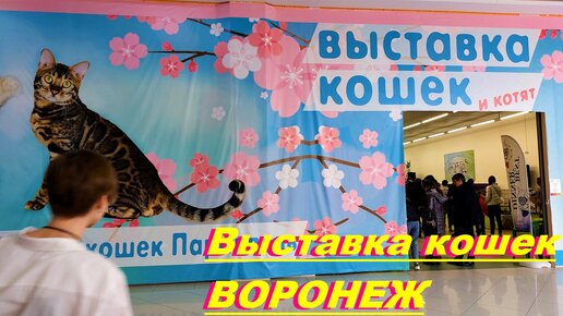 Выставка кошек воронеж 2024