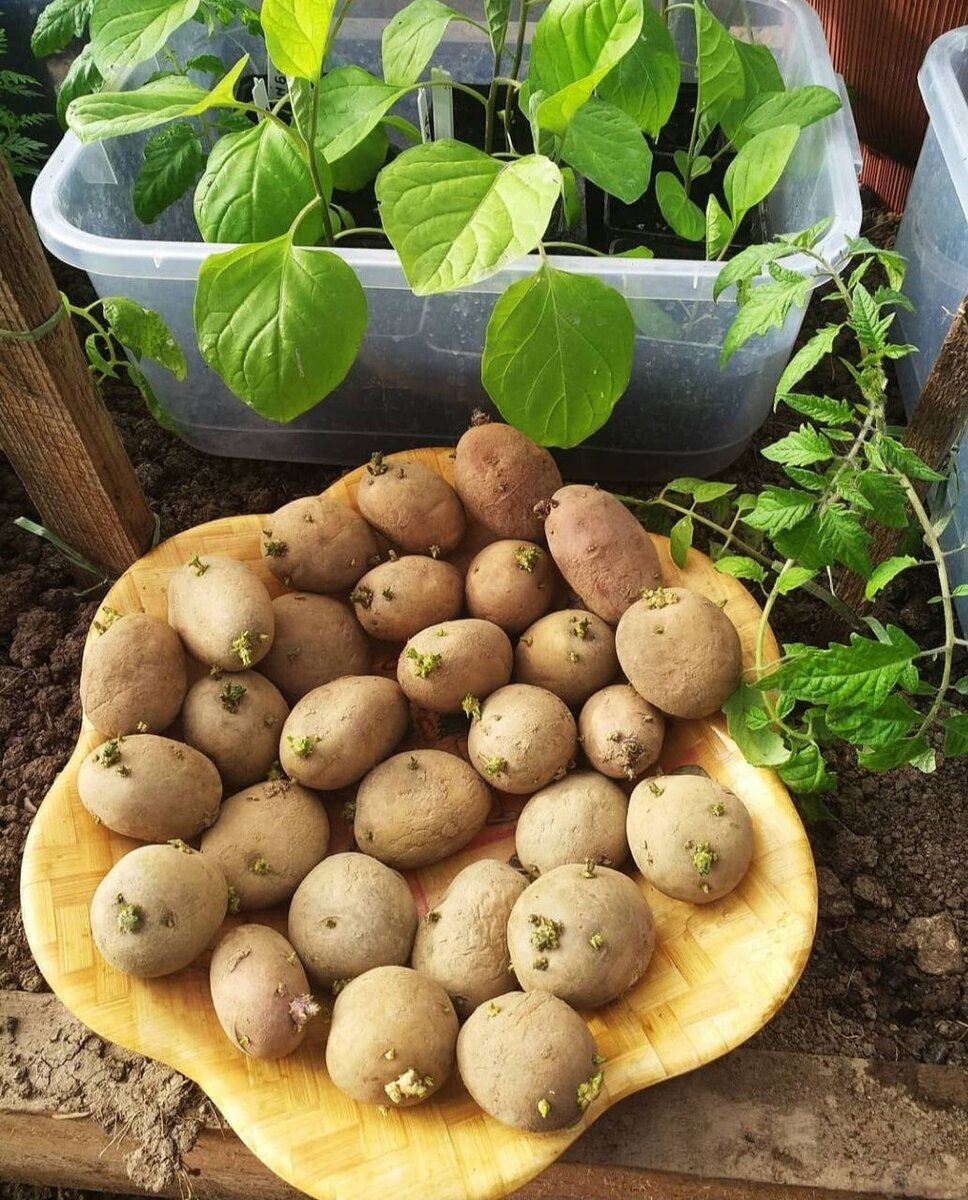 Кербовка картофеля. Урожай картофеля. Выращивание картофеля. Как красиво посадить картошку.