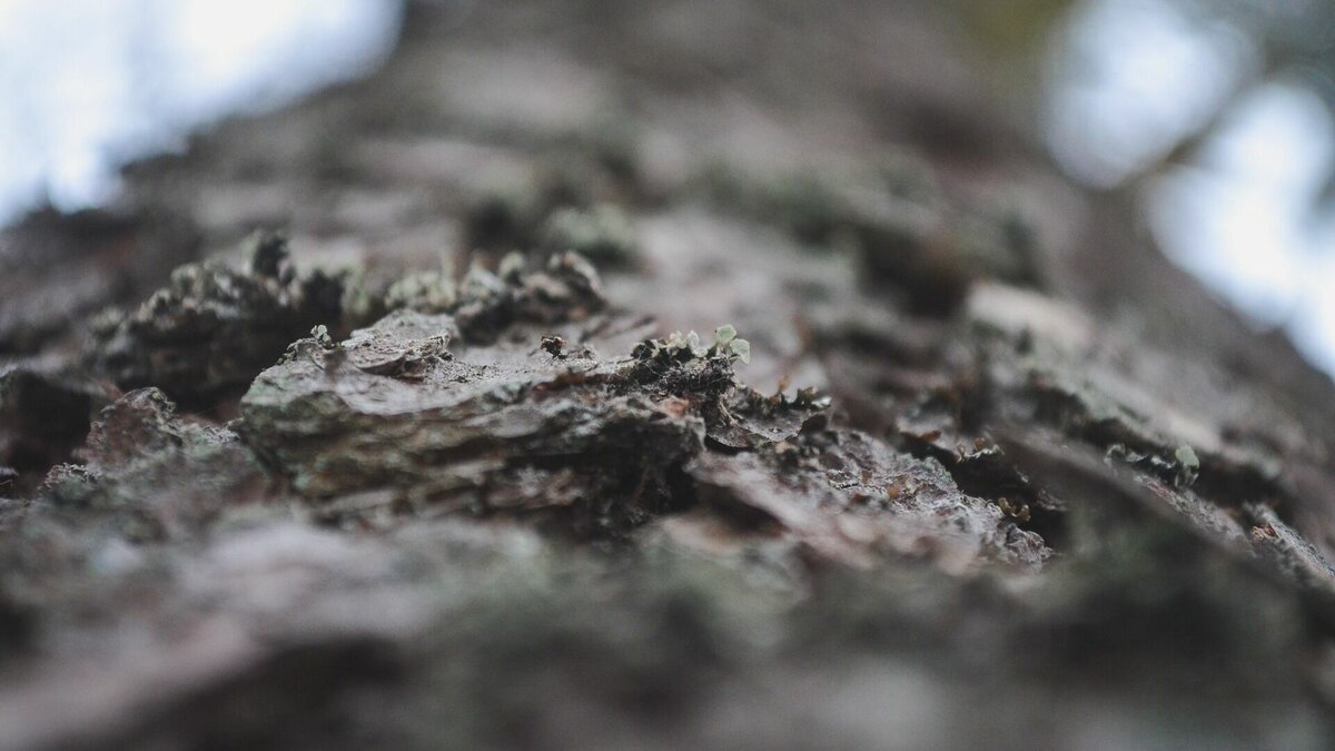     В связи с началом пожароопасного периода в приморских муниципалитетах ввели особый противопожарный режим. В него включили 30 городских округов, районов и округов.