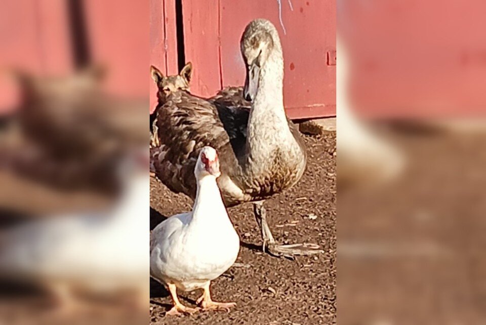     Лебедь глаз не спускает с избранницы. Фото: Рыболовное сообщество г. Абдулино