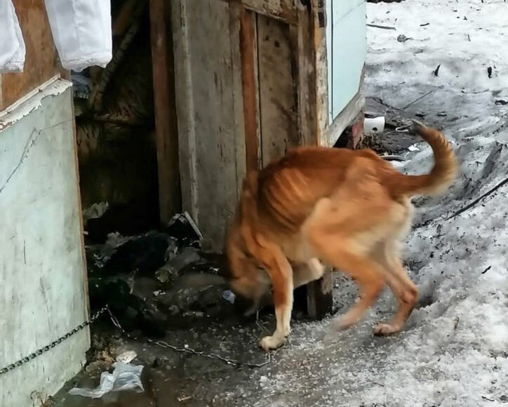 Та самая собака, которую увидели прохожие на улице утром 