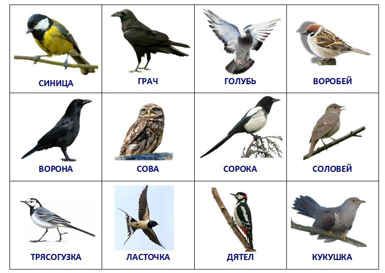 Зимующие и перелетные птицы – картинки с названиями для детей