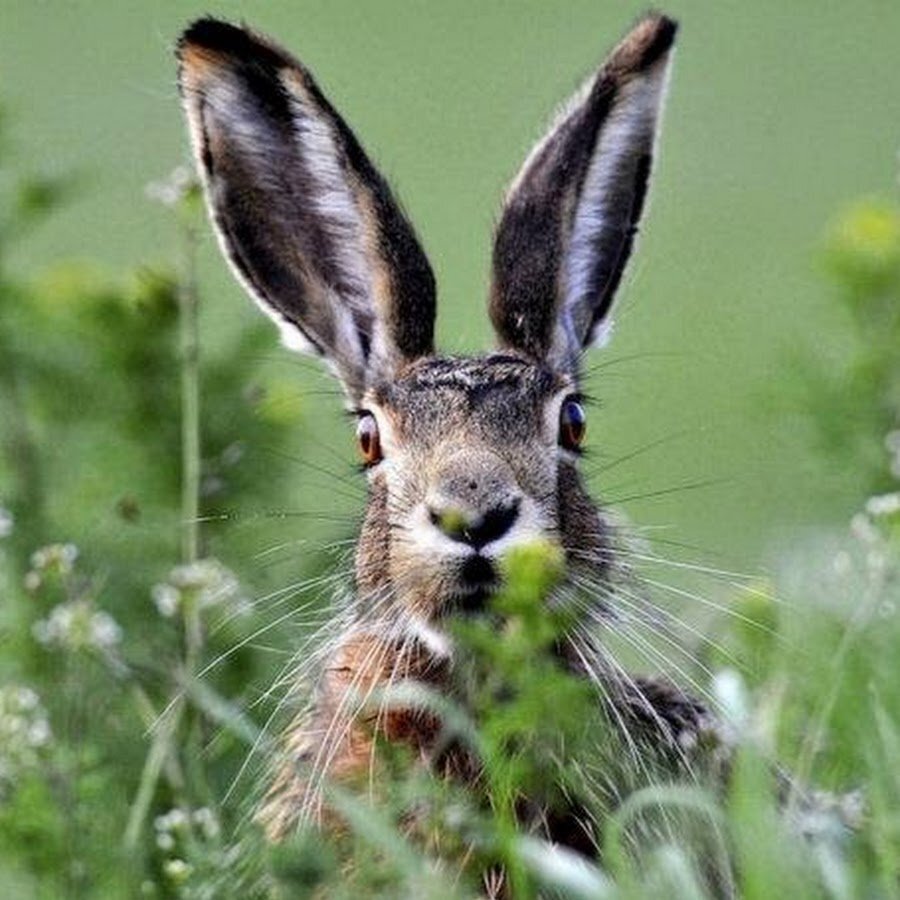 (Изображение взято из публичного источника.)