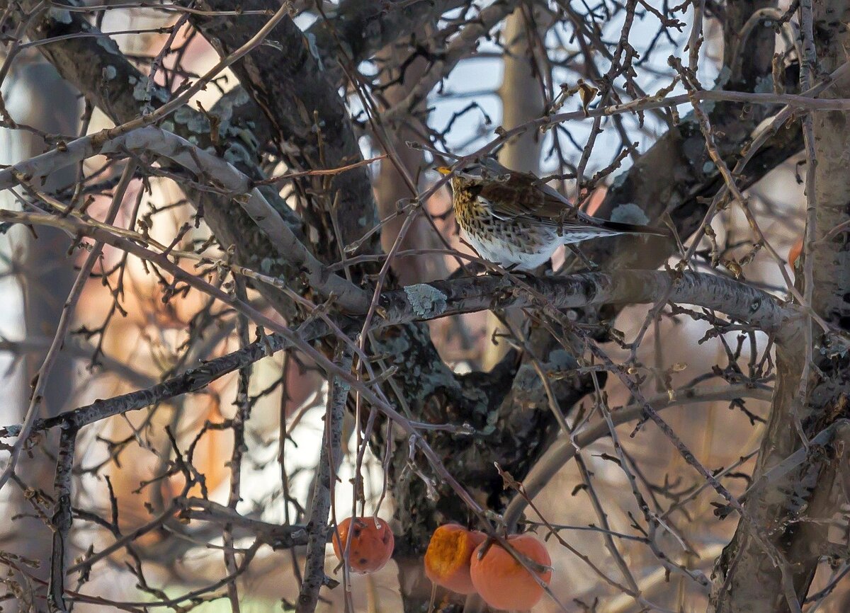 Маскировка.