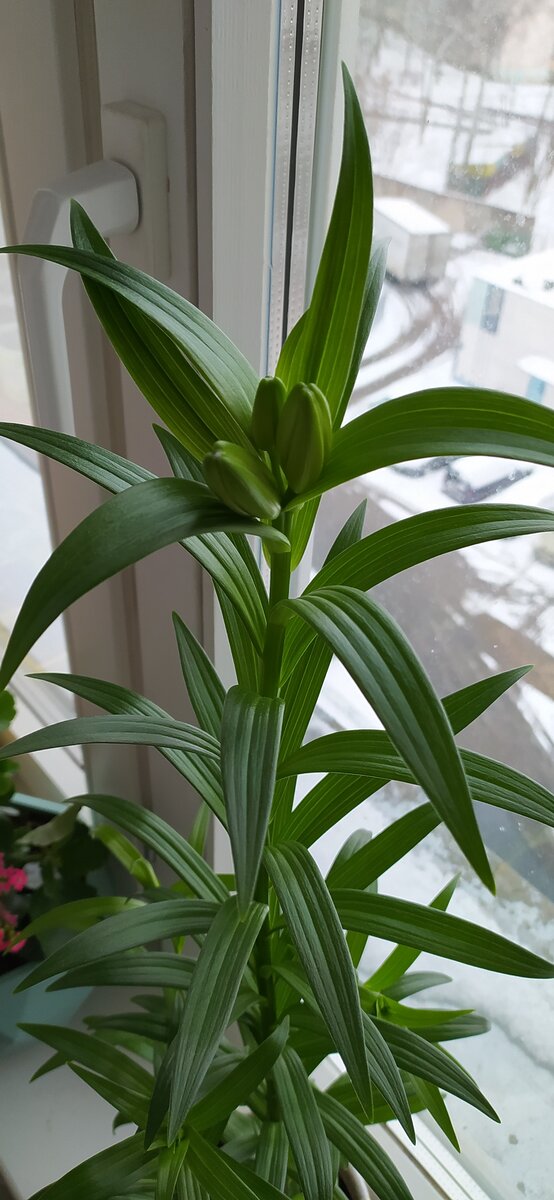 Лилия готовится к цветению