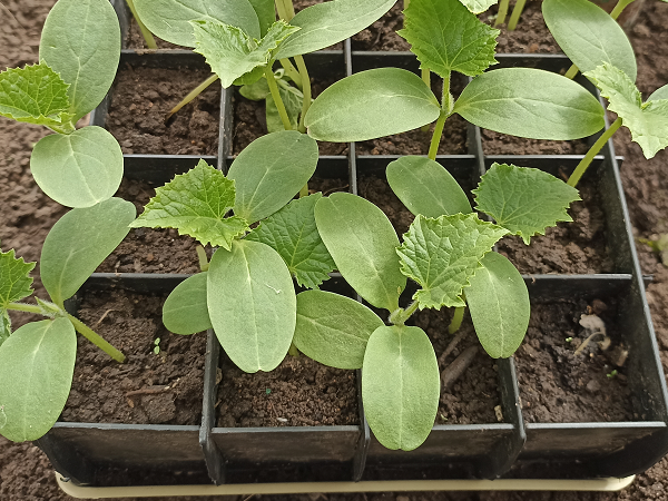 Фото1. Двухнедельна рассада, готовая к высадке в теплиц (или в открытый грунт). Фото автора