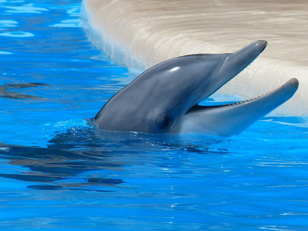 Бутылконосый дельфин – одно из самых умных существ на планете. Поэтому он не забивает голову такими вопросами, а просто делает «ки-ки-ки», когда ему хочется.
