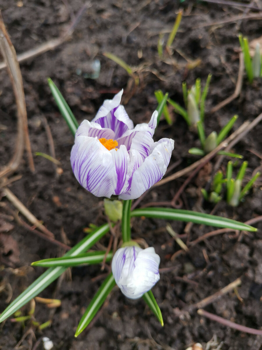 Мои крокусы.