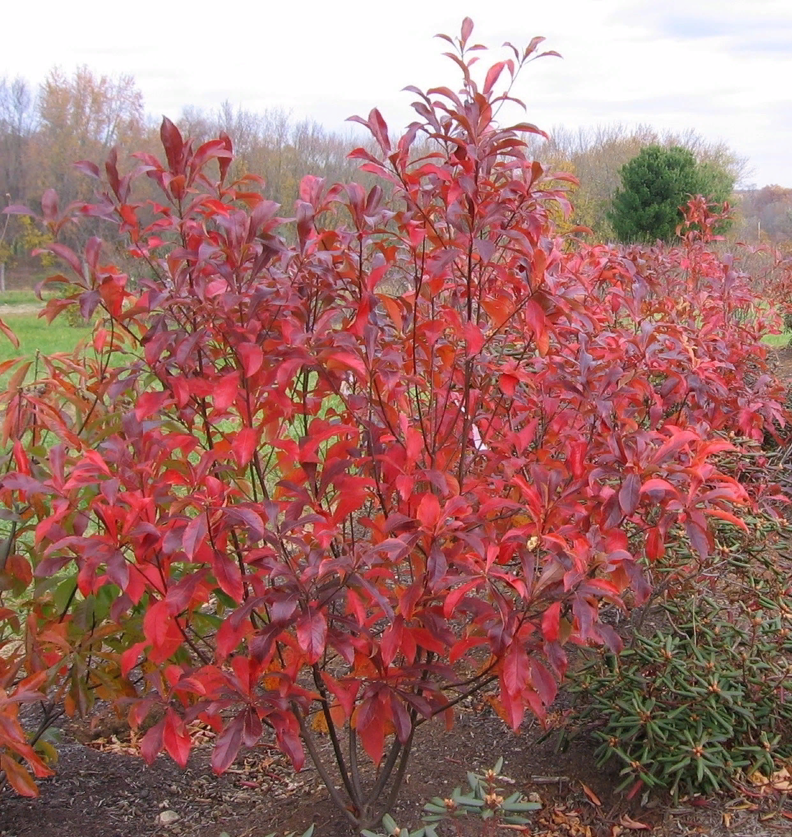 Стыдливо краснеющую франклинию можно увидеть только в неволе