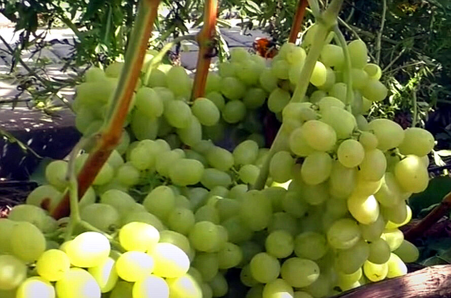 Сорта винограда для Средней полосы России