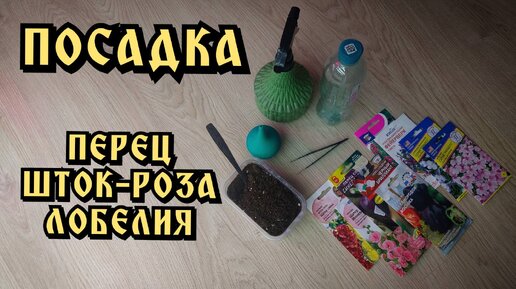 Посадка перцев на рассаду. Шток-роза или мальва посев семян, как я сею семена лобелии на рассаду.