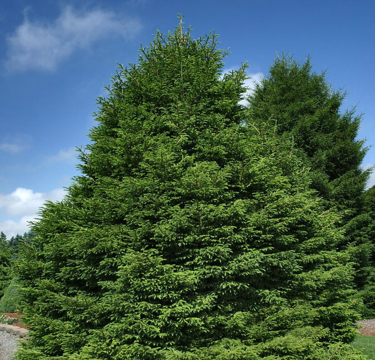 Ель Восточная (Picea orientalis Barnes) c3 20 - 30