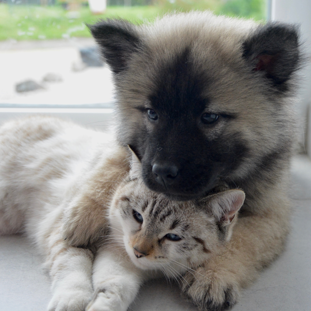 Два друга на четырех лапах: кот и собака🐱🐶 | Котик в доме | Дзен