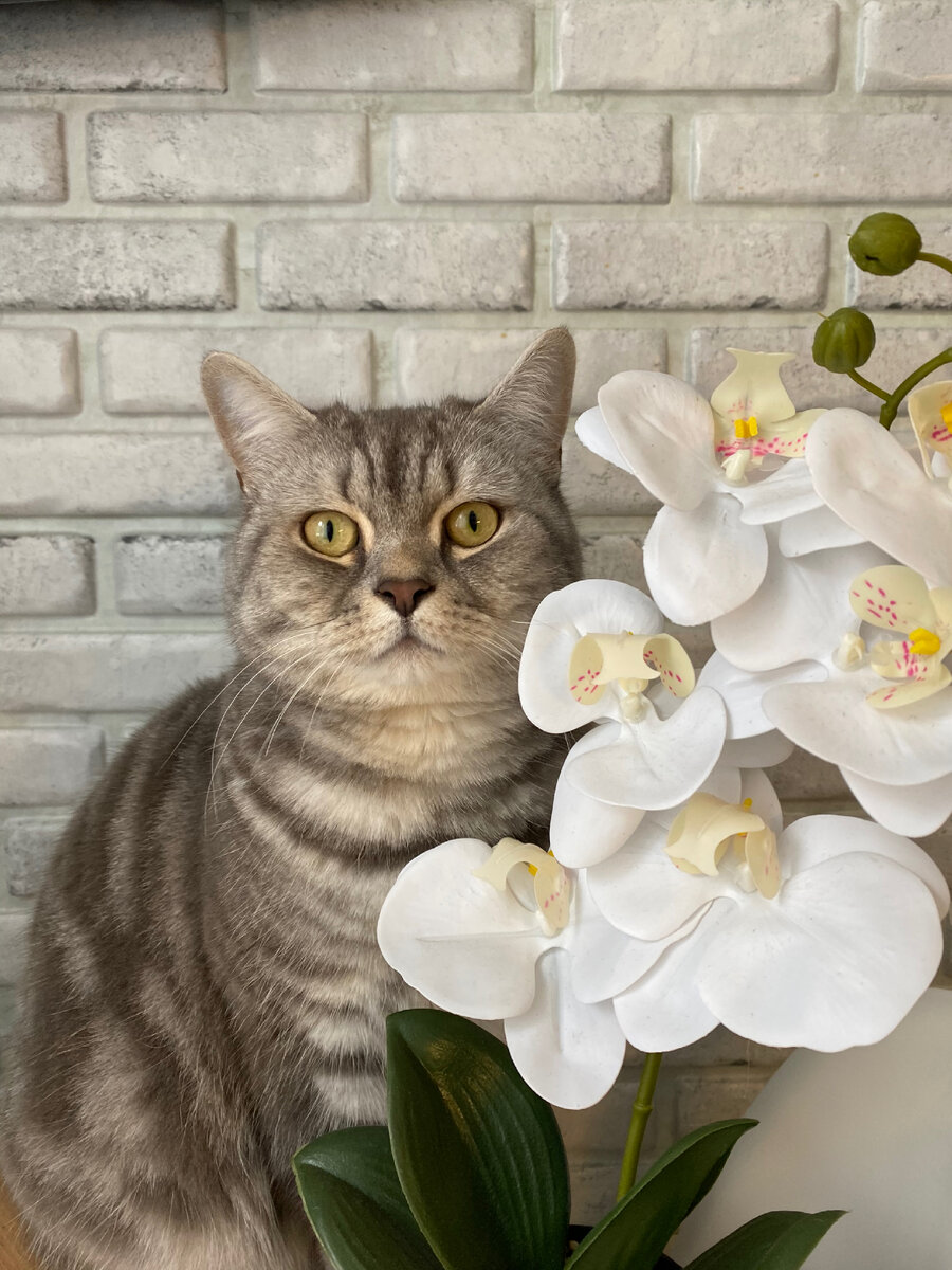 Кот «Басик»