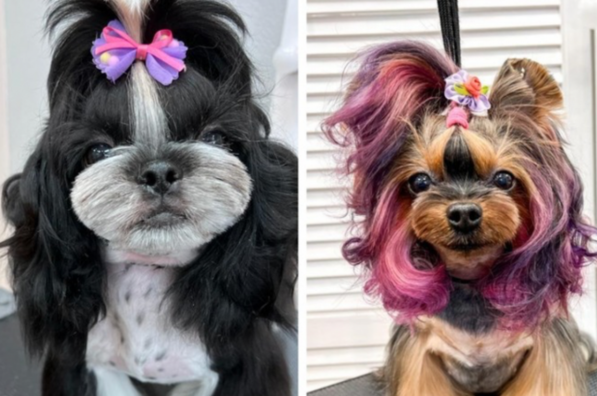    В Новосибирске грумер опубликовала фотографии ярких образов собак