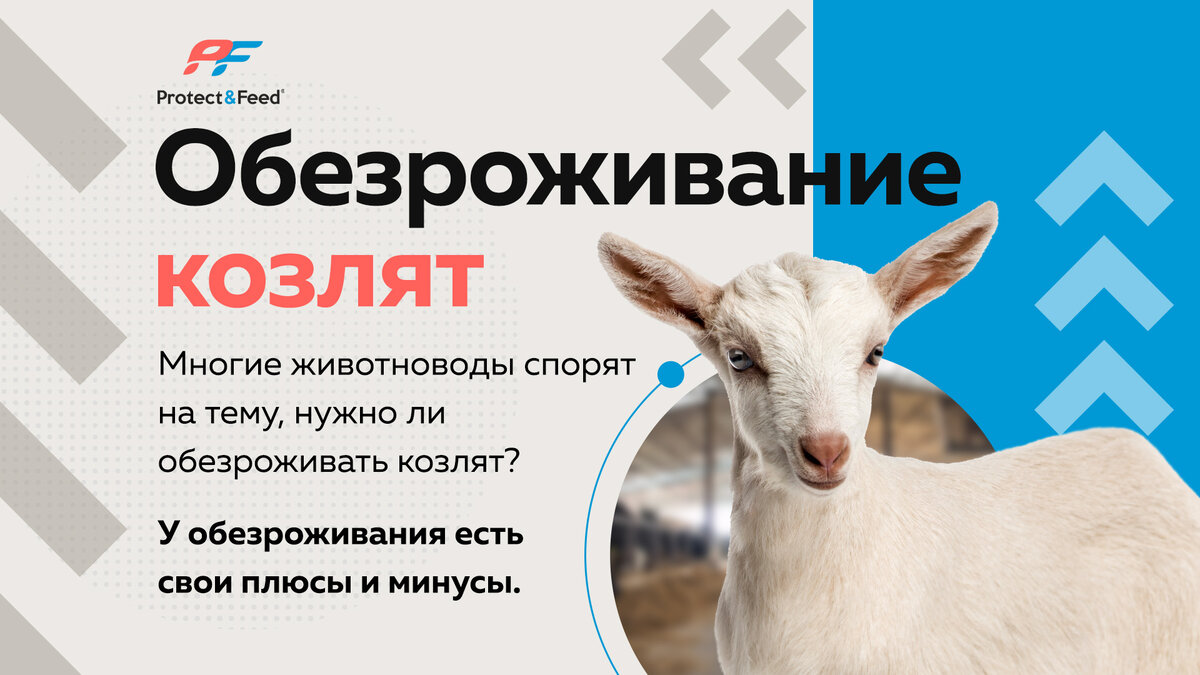 ОБЕЗРОЖИВАНИЕ КОЗЛЯТ | Protect&Feed | Дзен