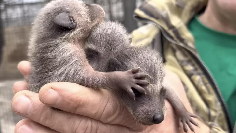     В Крыму у привезенных из Херсона енотов родились четверо детенышей Парк львов Тайган