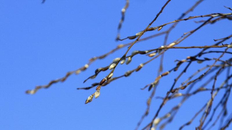     Верба. Анна Зайкова.