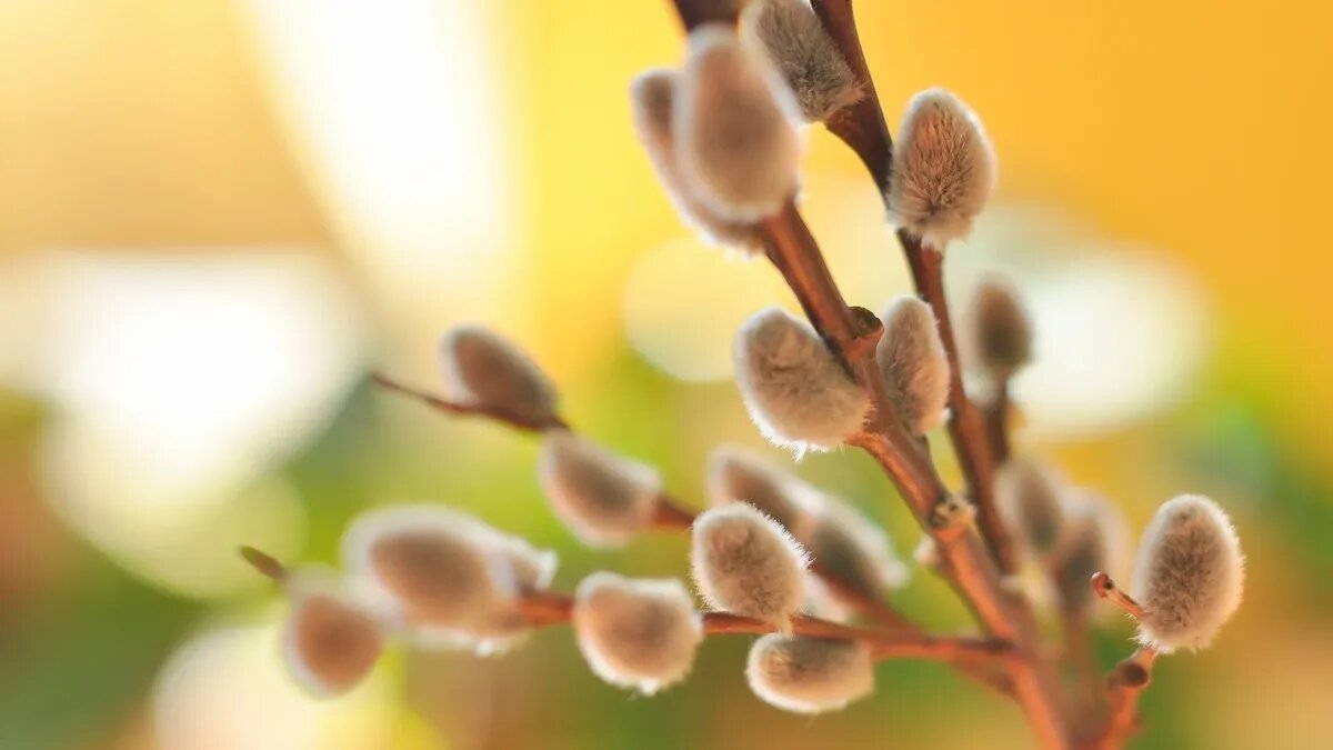 В Вербное воскресенье главным атрибутом торжества являлась верба. Фото: pxhere.com