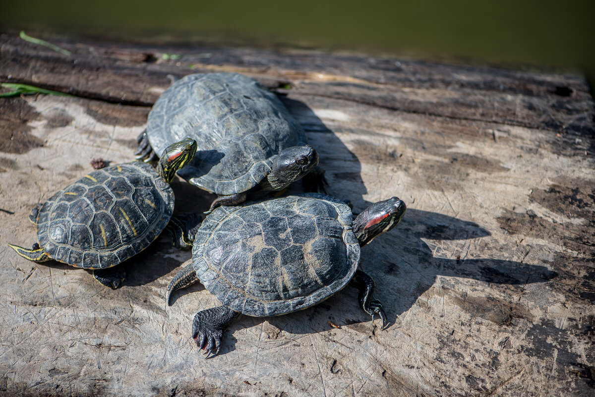 Красноухая черепаха Trachemys scripta