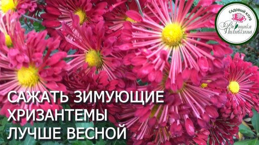 ЗИМУЮЩИЕ ХРИЗАНТЕМЫ ЛУЧШЕ САЖАТЬ ВЕСНОЙ