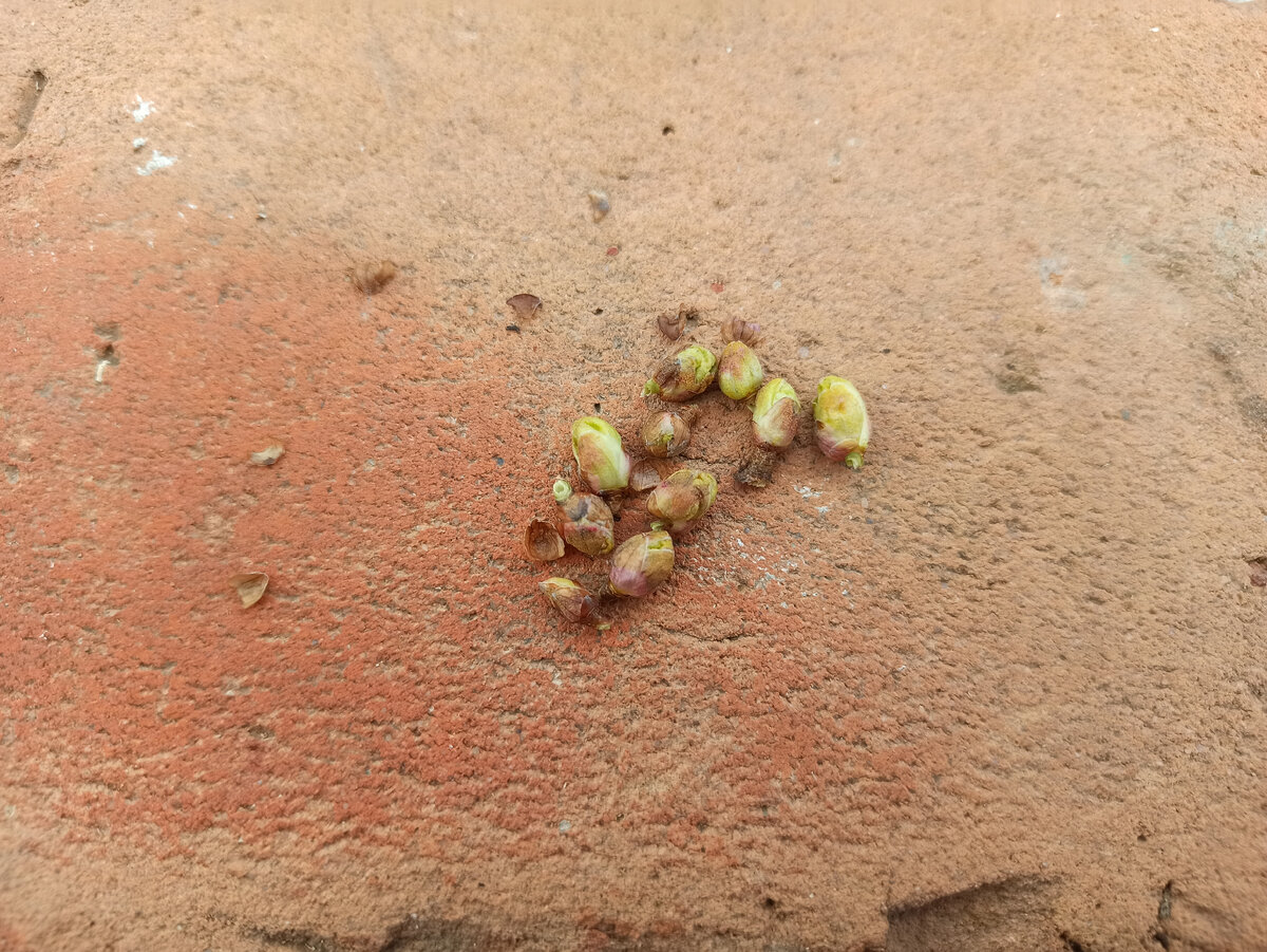 Вот такие круглые почки.