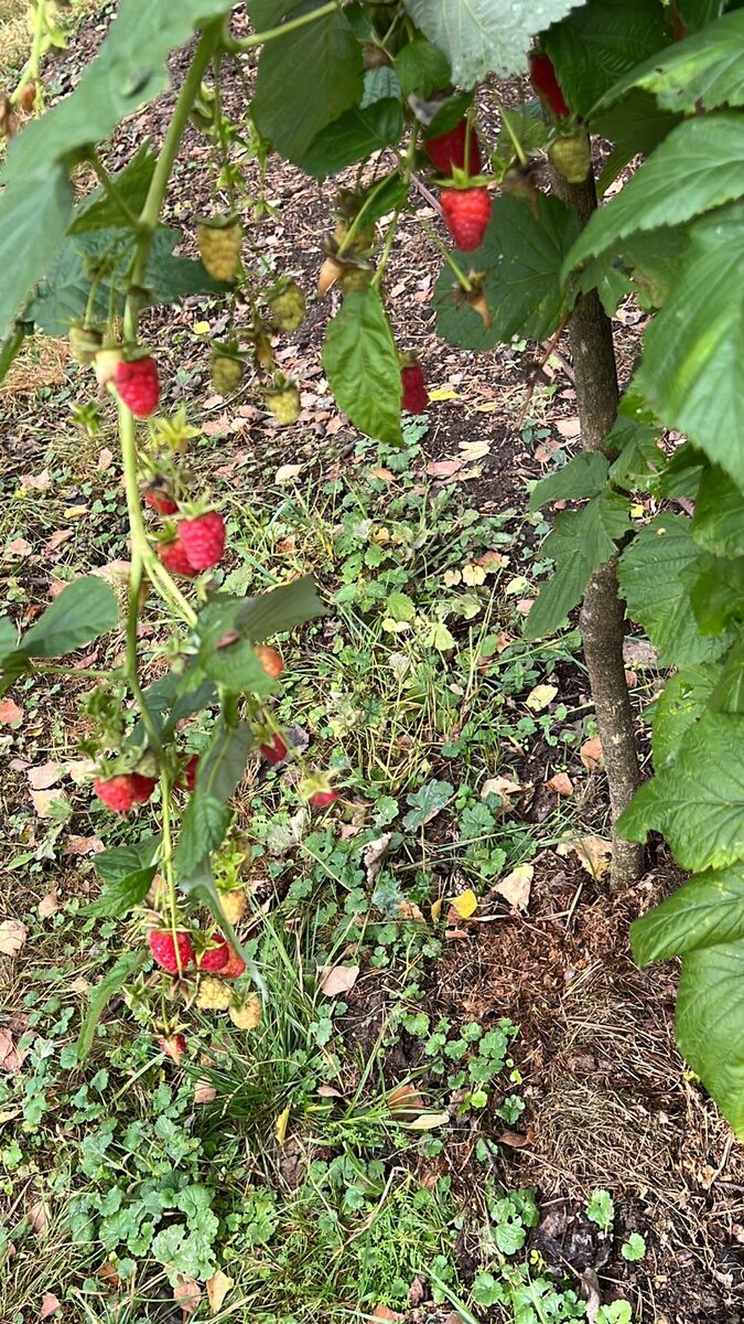 Ремонтантная малина в саду