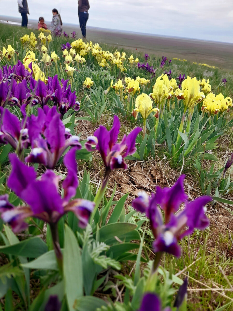 Ирисы Калмыкия
