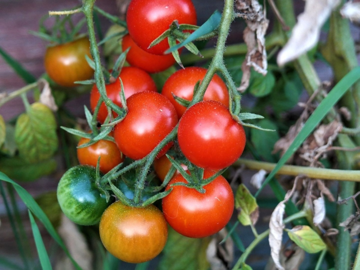 Помидоры дачные. Форумы дачные томаты. Форумы дачные томаты. Помидоры «дачное угощение». Штамбовые томаты.
