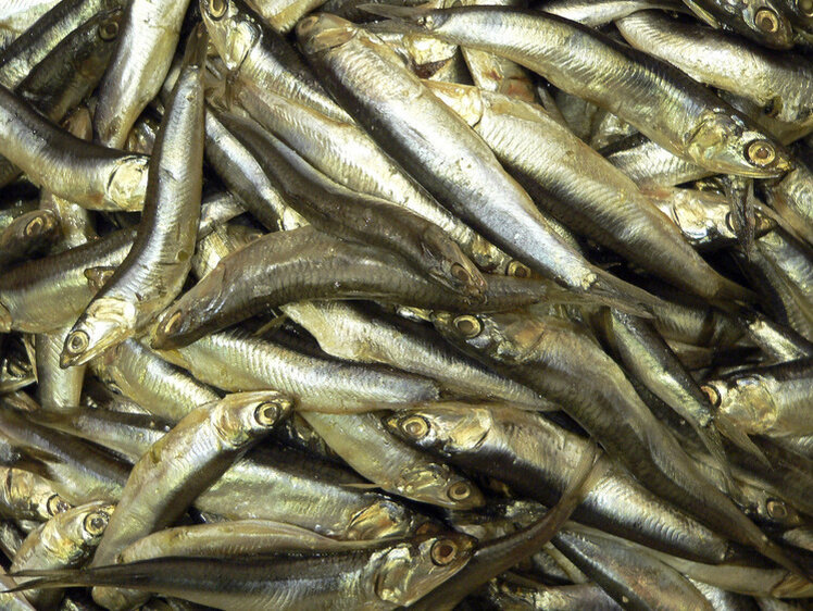     Фото Елена Минашкина/Московский комсомолец