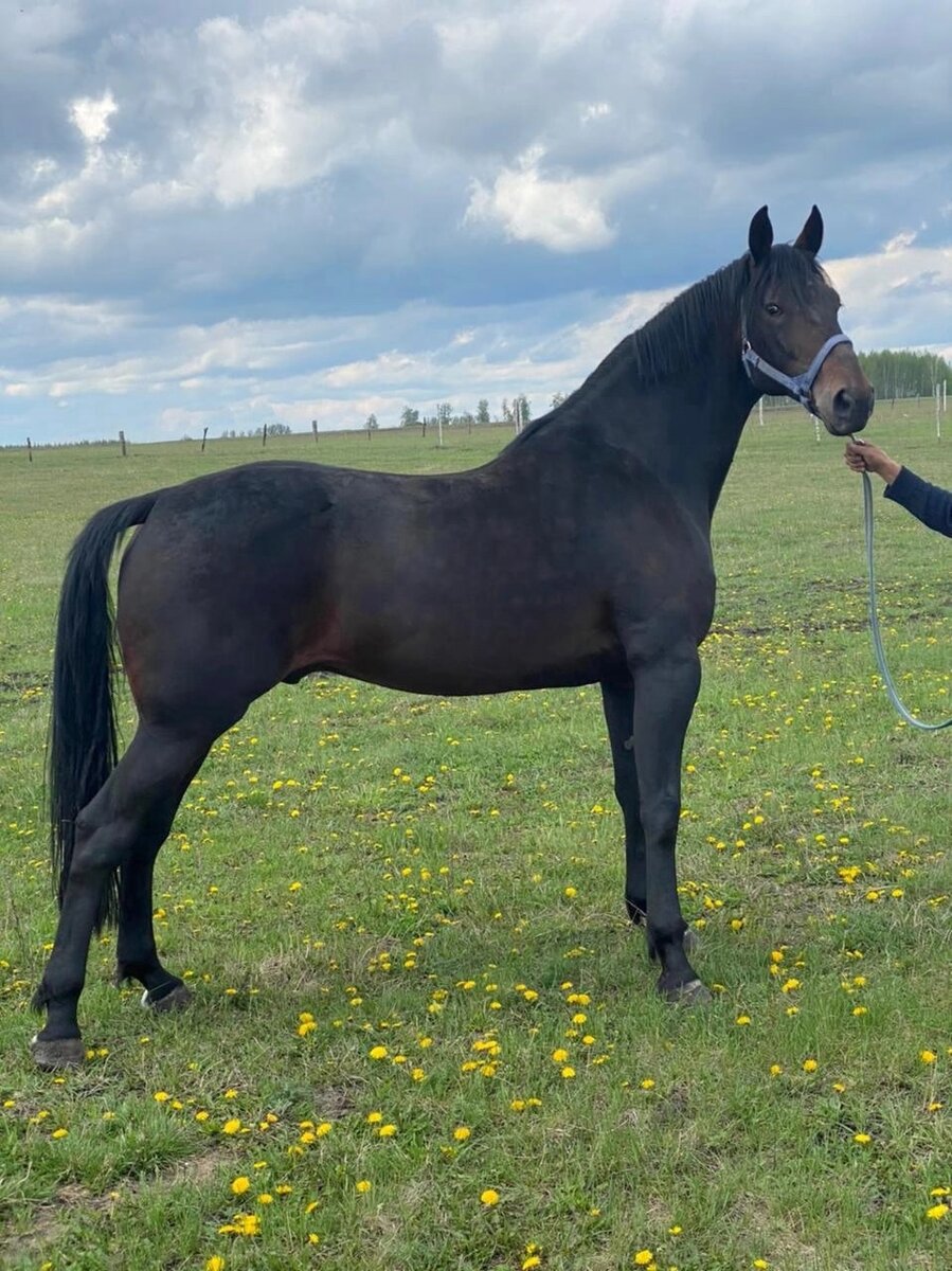 Персеус Фэйс, т.гн. жер. ам. 2012 г.р. Отец - Muscle Hill (Muscle Yankee - Yankee Blondie), мать - Big Blue Kitten (Pine Chip - Dasooner Dabettor). Рожден в Швеции.