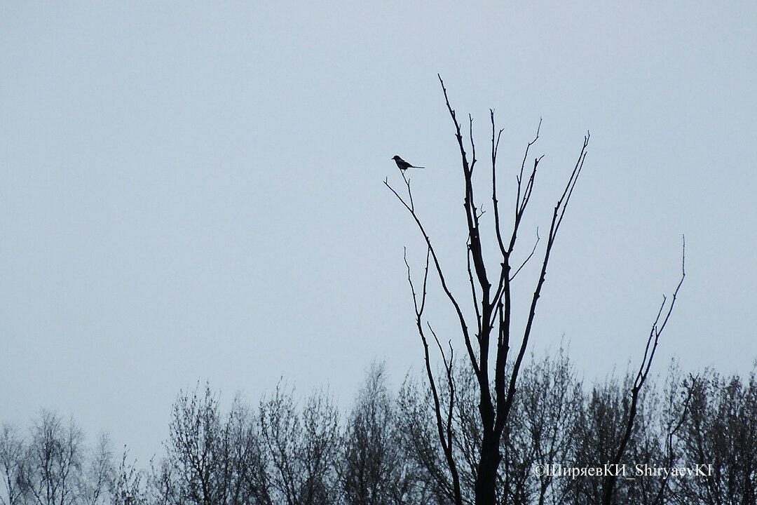 Кручу головой в ожидании событий. Совершаю обзор. Сорока на наблюдательном дереве.