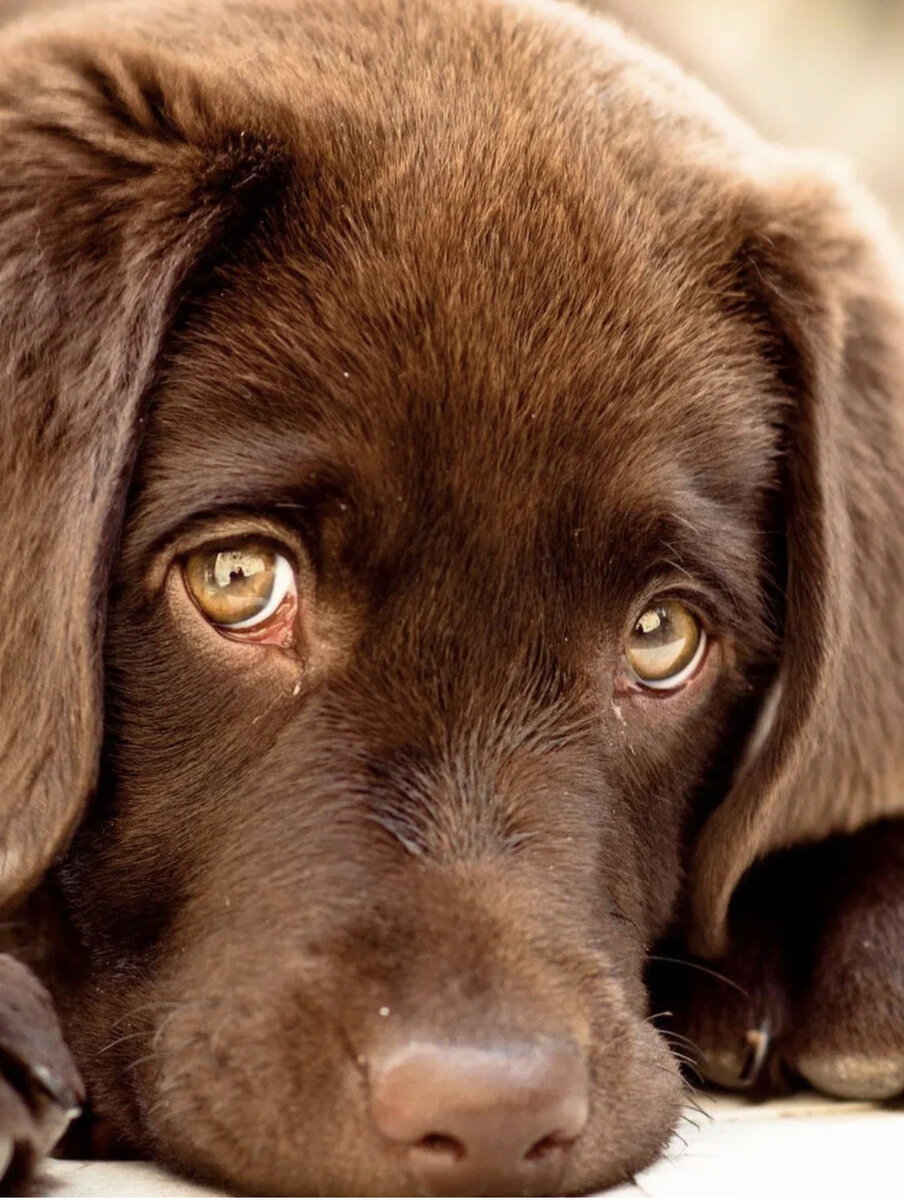 Источник: Яндекс Картинки