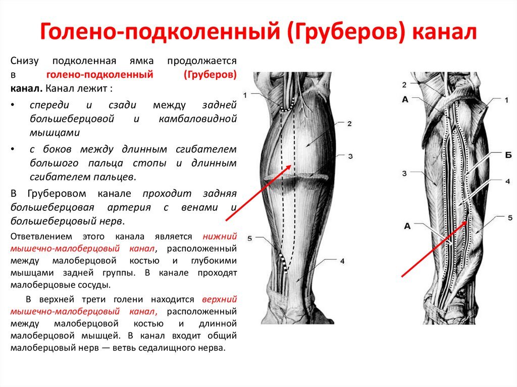 Canalis cruropopliteus стенки