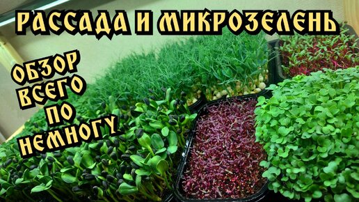 Микрозелень и рассада. Что растет в квартире?