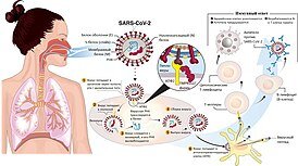 COVID-19Передача и жизненный цикл вируса SARS-CoV-2, вызывающего инфекцию COVID-19СинонимыКоронавирусная инфекция COVID-19, коронавирусная инфекция 2019-nCoV, ковид-19, ковид[1]Специализация[en]инфектология[d], пульмонология, вирусология, эпидемиология и неотложная медицинская помощь