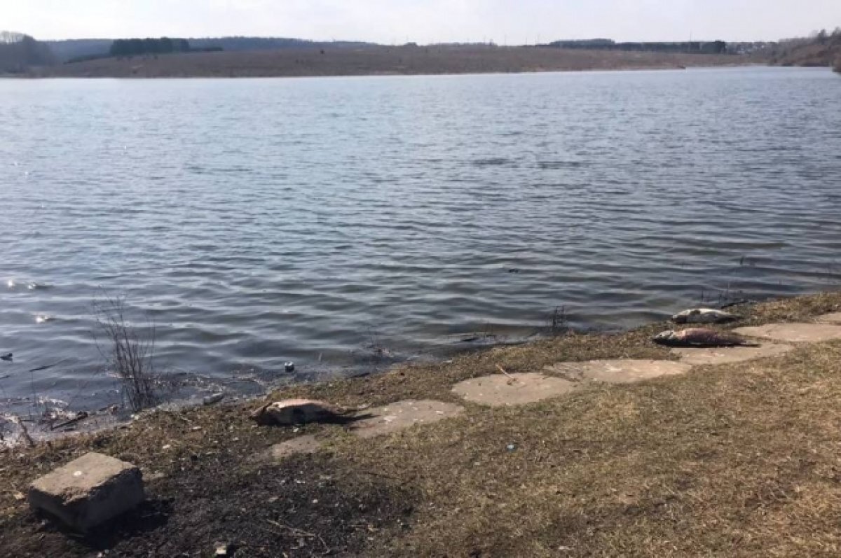    В Чувашии выясняют причины массовой гибели рыбы в пруду деревни Чандрово