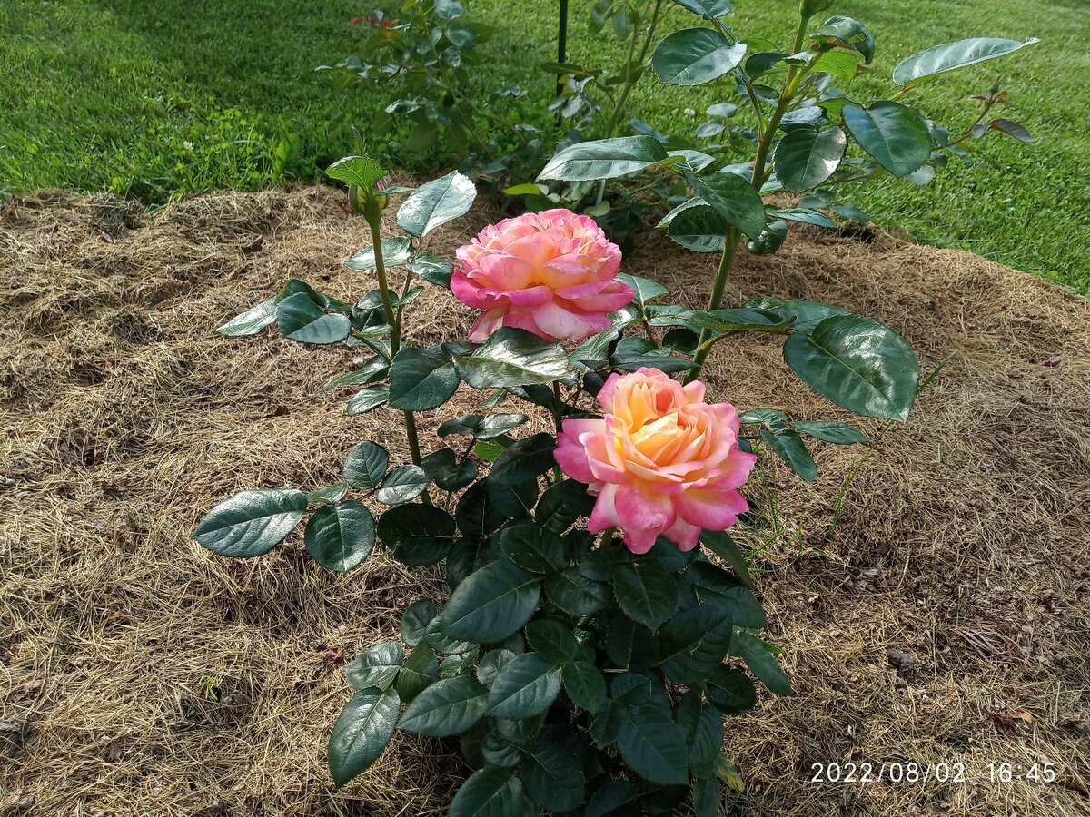 Чайно-гибридная роза Pullman Orient Express