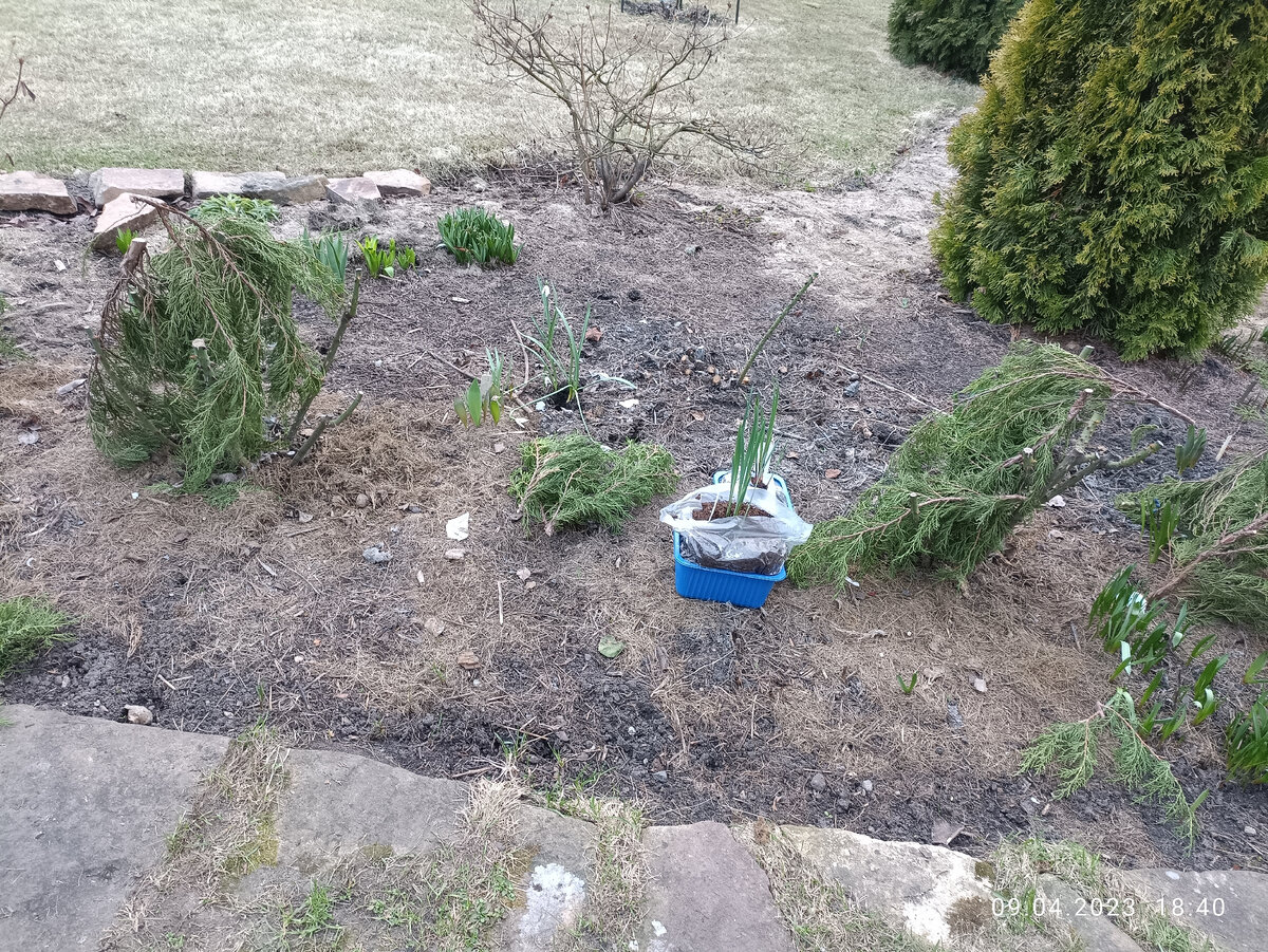 В центре розария гордо красуется единственный сохранившийся побег парковой канадской розы Alexander MacKenzie