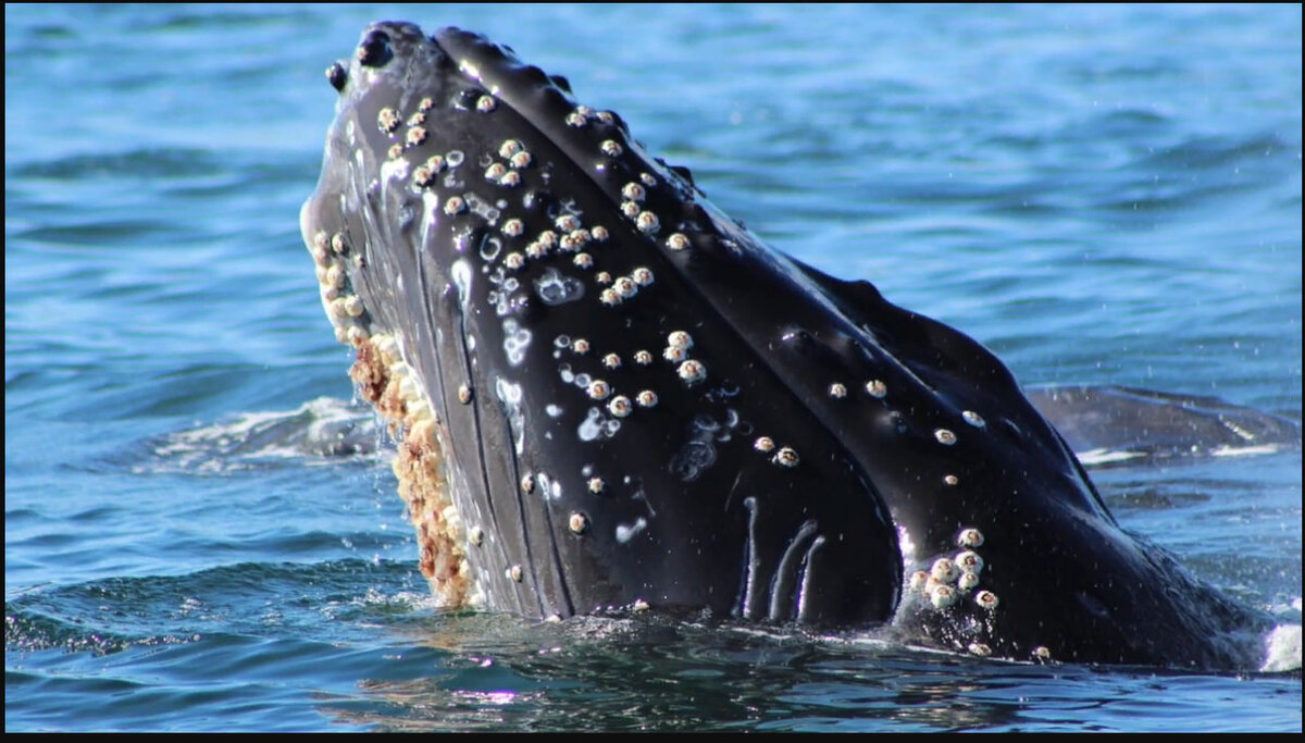 Огромный кит пожирается паразитами