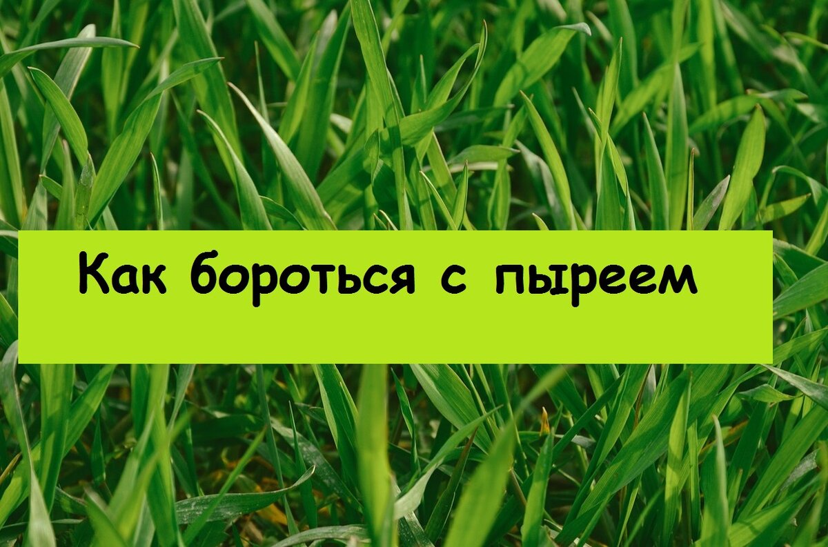 Как избавиться от пырея на газоне. Как избавиться от пырея на газоне