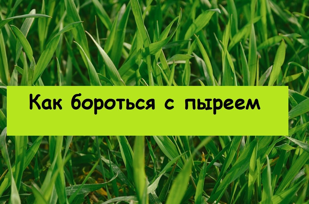 Пырей - страшный сон любого огородника - как я с ним борюсь, мой секретный  метод | Реальный огородник и цветовод, а не блогер | Дзен